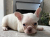 Beautiful frenchbulldogs