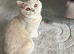 British shorthair Lilac