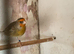 Mule Canary