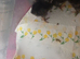 Week old chicks