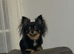 Long haired chihuahua