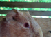 2 x Baby Guinea Pigs Brothers