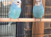 Budgies for sale