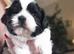 Beautiful Shihtzu Furbabies