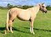 Rare opportunity to own a palomino registered arab