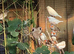 Beautiful Zebra finches for sale this year hatchlings