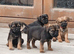 Stunning pure bred border terrier pups