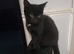 Mixed litter for urgent sale