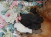 Beautiful chuiuua puppies