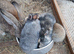 3 baby rabbit