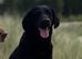 One Labrador girl
