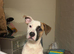 american bulldog