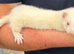 Jill ferret