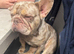 Frenchie