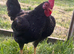 2x Trio of Furnace Old English Game bantams