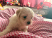 Beautiful Bichon Frise Puppies - 3 Girls & 1 Boy Available