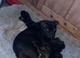 Champion bloodline kc Staffordshire bullterrier puppies