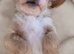 Beautiful Maltipoo Puppies 6 weeks old x2 Boys left