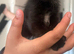 Beautiful kittens