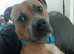 American stafffordshire bull terrier