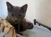 Grey boy kitten