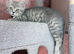 Beautiful Scottish straight kittens blue and lilac ready to leave now