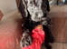 Stunning F1 cockapoo boy