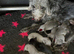 Bedlington/whippet puppies