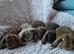 3 little girls and 3 little boys
