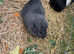 Two smooth coated guinea pigs?