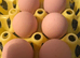 Gold Laced Wyandotte Large Fowl Hatching eggs