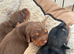Miniature Dachshund x Jack Russell pups