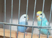 Baby rainbow budgies