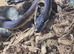 White lipped python