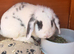 mini lop