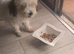 Havanese 5 week old puppy
