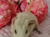 Baby sow pair available