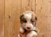 Collie puppies