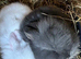 Beautiful baby rabbits