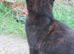 PRETTY FARM REARED TORTOISESHELL KITTEN