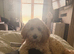 Beautiful 9 month old female cavapoochon for sale