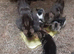 Pretty colour Kittens for sale