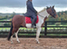 Bib 15.1hh Registered Standardbred 6 years old