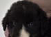 Stunning Long-Haired Border Collie Puppies