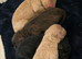 Beautiful Cockapoo F1B puppies