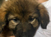 Caucasian shepherd puppies