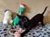REDUCED - Last Pup Left! Chihuahua Puppy READY NOW