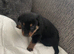 Rottweiler puppy’s (ruskies)