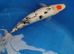 koi HighGrade 7-8 INCH &pound;26