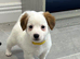 Traditional mini Jack Russell pups